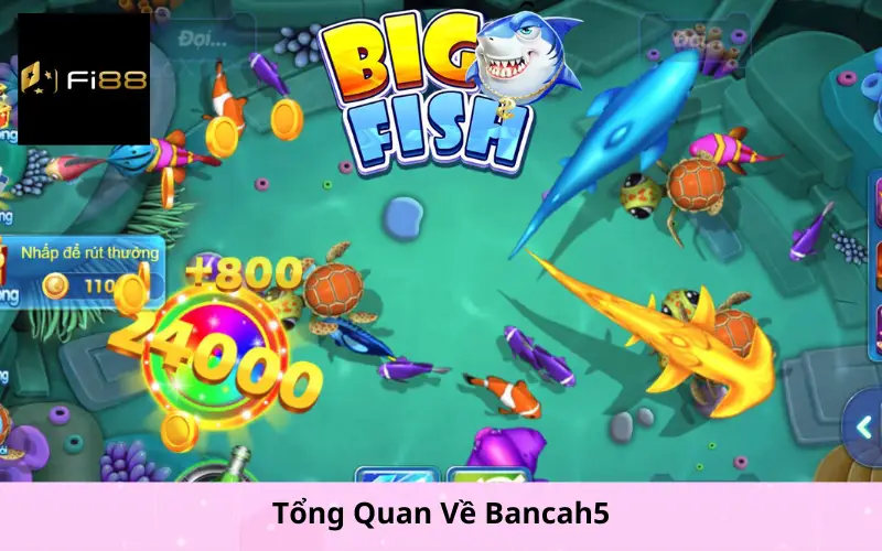 Tổng Quan Về Bancah5