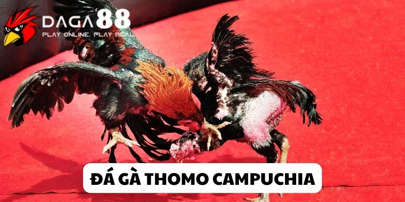 Đá gà Thomo siêu hấp dẫn tại Daga88